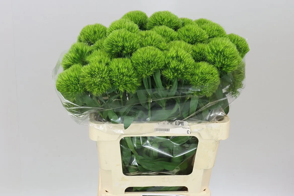 Di Bar Green Charm • 60 cm