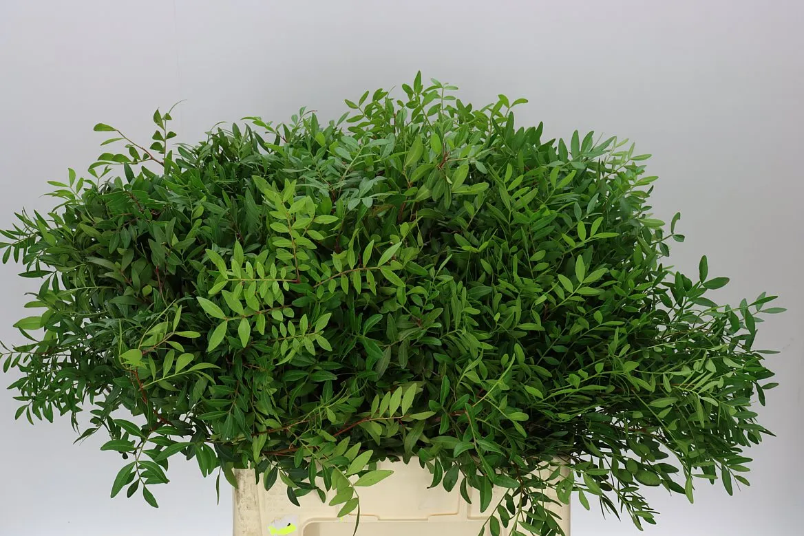 Pistache Long X5 • 60 cm
