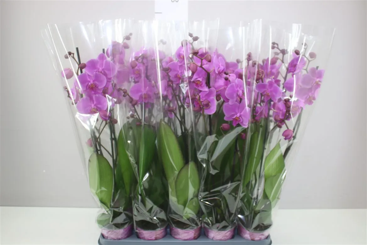 Orchidea Phalaenopsis Pasadena A2, 2 výhony • črepník 12 cm