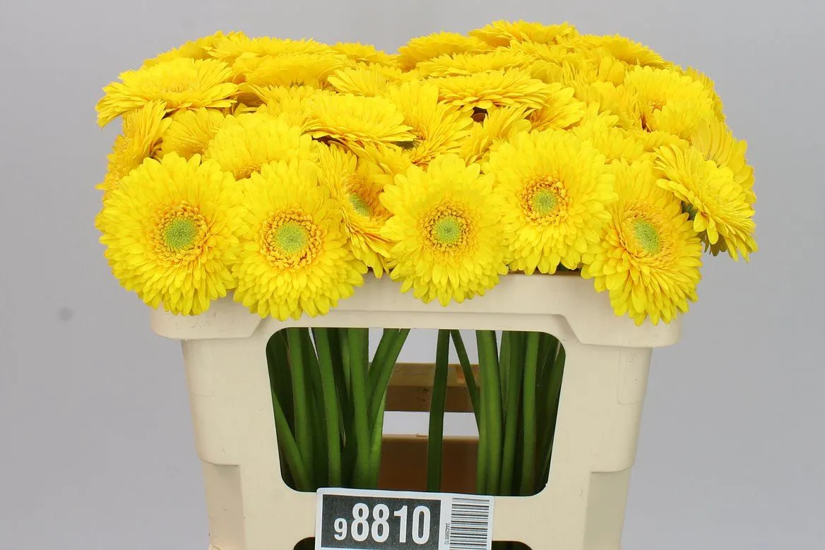 Germini Aqua P Sunlight • 50 cm