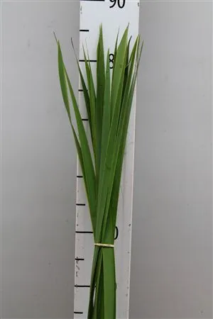 Typhablad • 80 cm