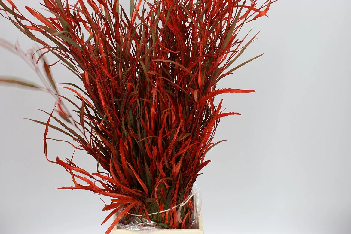 Grevilea Orange • 80 cm