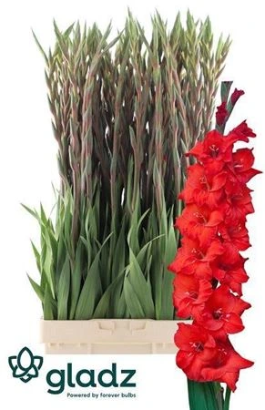 Gladiola Magma Red • 120 cm