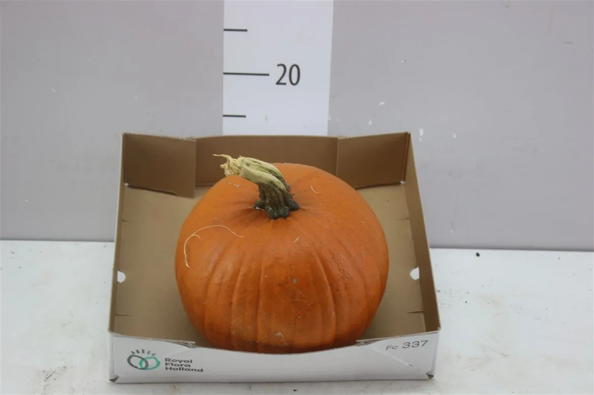 Okrasná tekvica Maxima Halloween