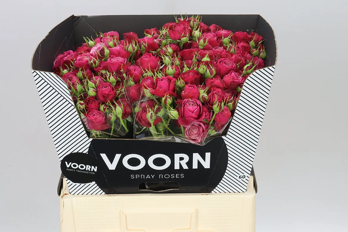 Rosa Tr Party Trendsetter • 60 cm