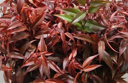 Andromea Red • 50 cm