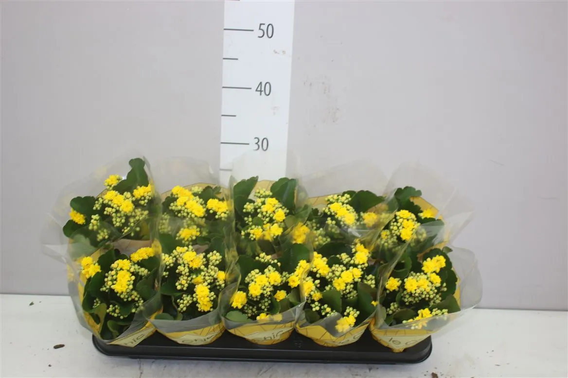 Kalanchoe Rosalina Geel Rijp • črepník 10,5 cm