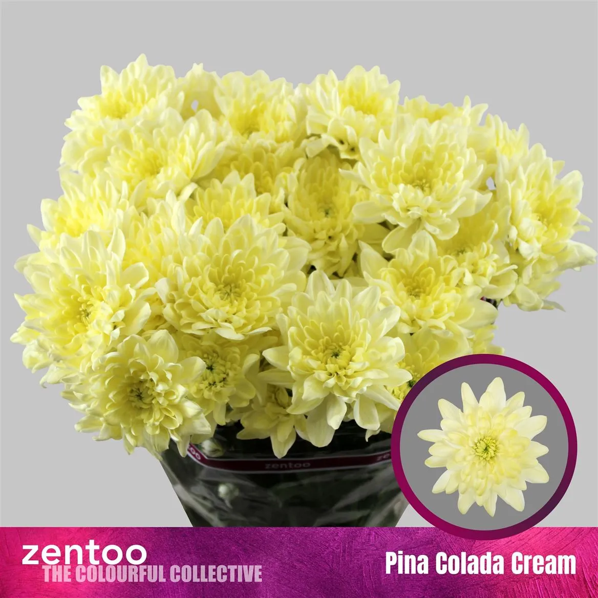 Chryzantéma trsová Baltica Cream • 65 cm