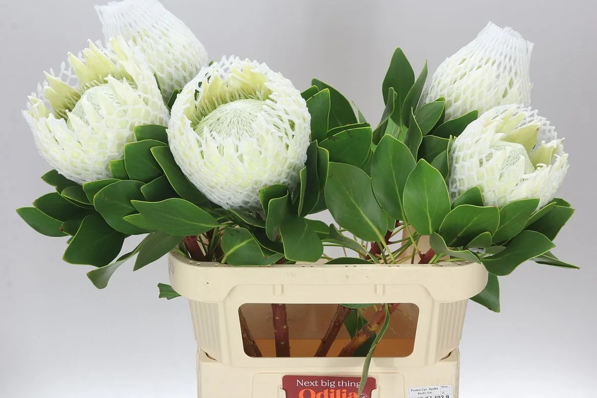 Protea Cynaroides Arctic Ice • 80 cm