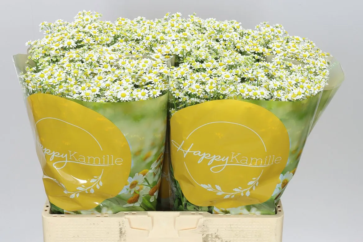 Tanacetum Pa Single Vegmo • 60 cm