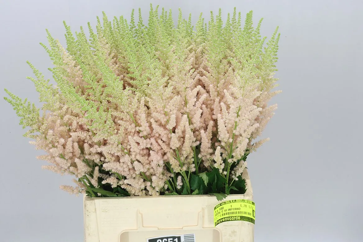 Astilbe Inferno • 70 cm