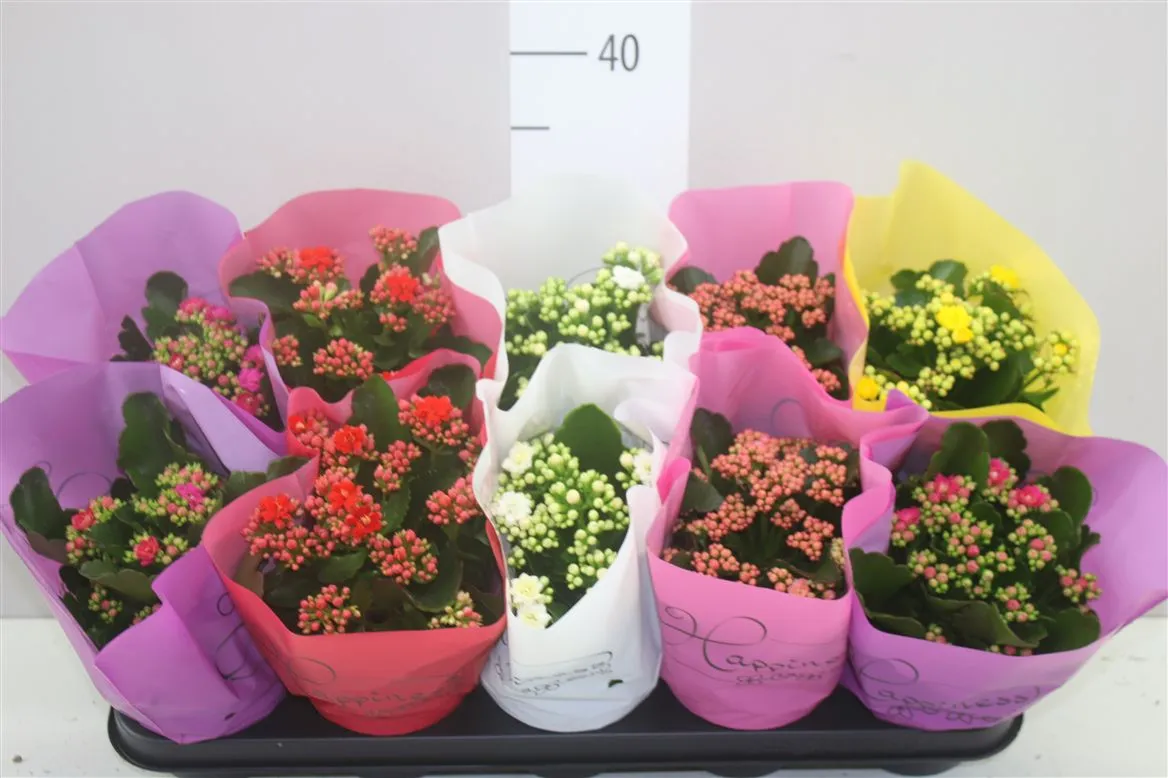 Kalanchoe Calandiva mix • črepník 12 cm