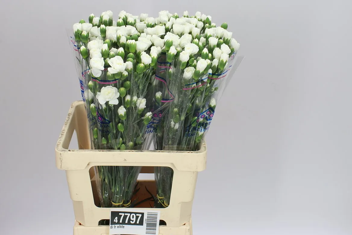 Di Tr White • 65 cm