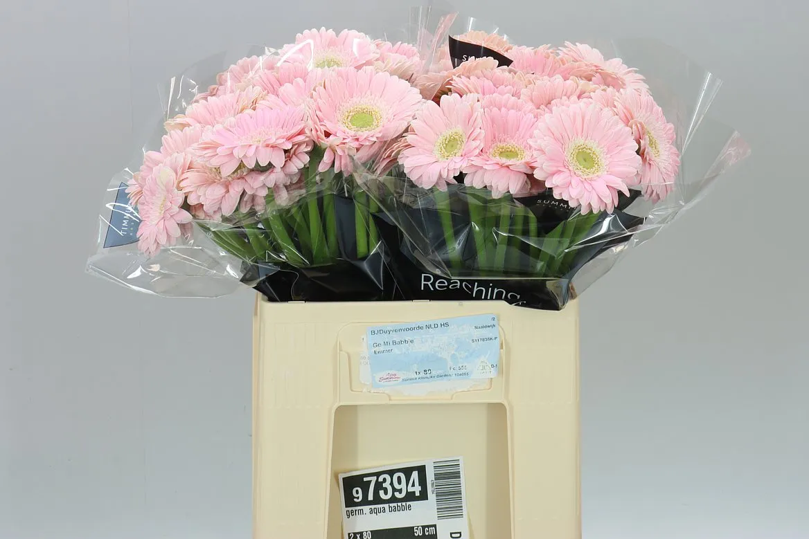 Germini Aqua Babble • 50 cm