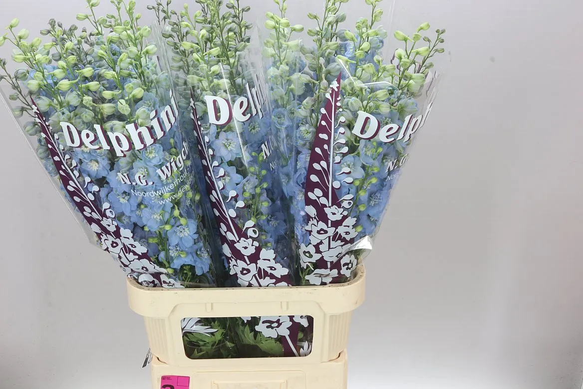 Delph El Ice Blue • 100 cm