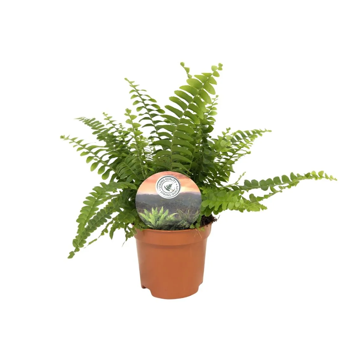 Nephrolepis Green Lady • črepník 9 cm