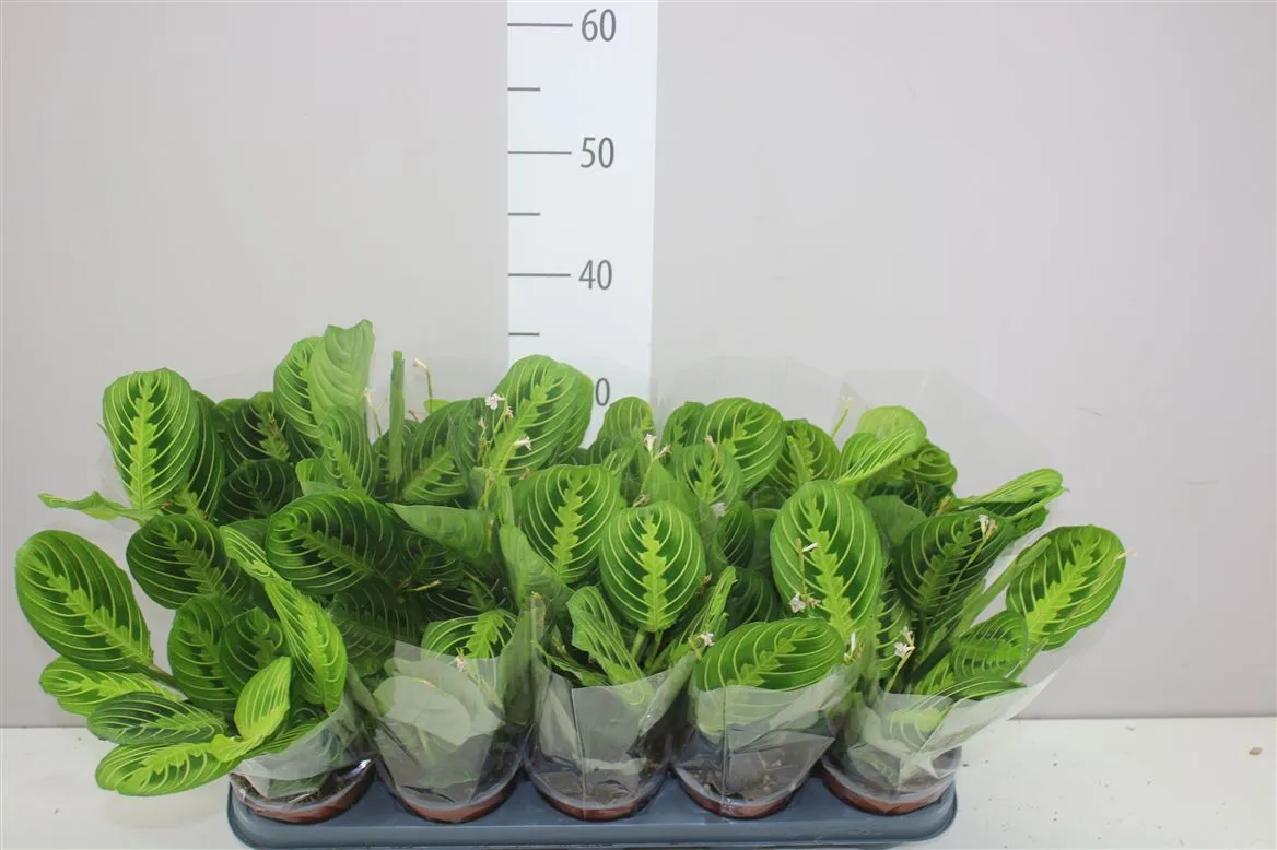 Maranta Lemon • črepník 12 cm