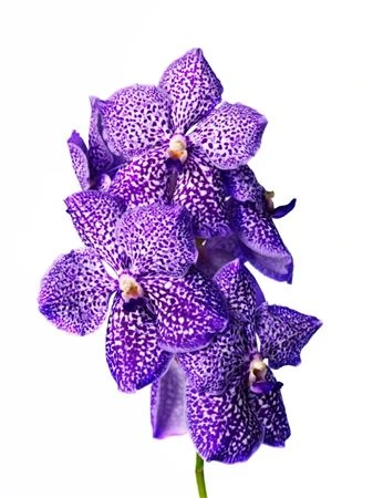 Orchidea Vanda Su Dott Purple/royal
