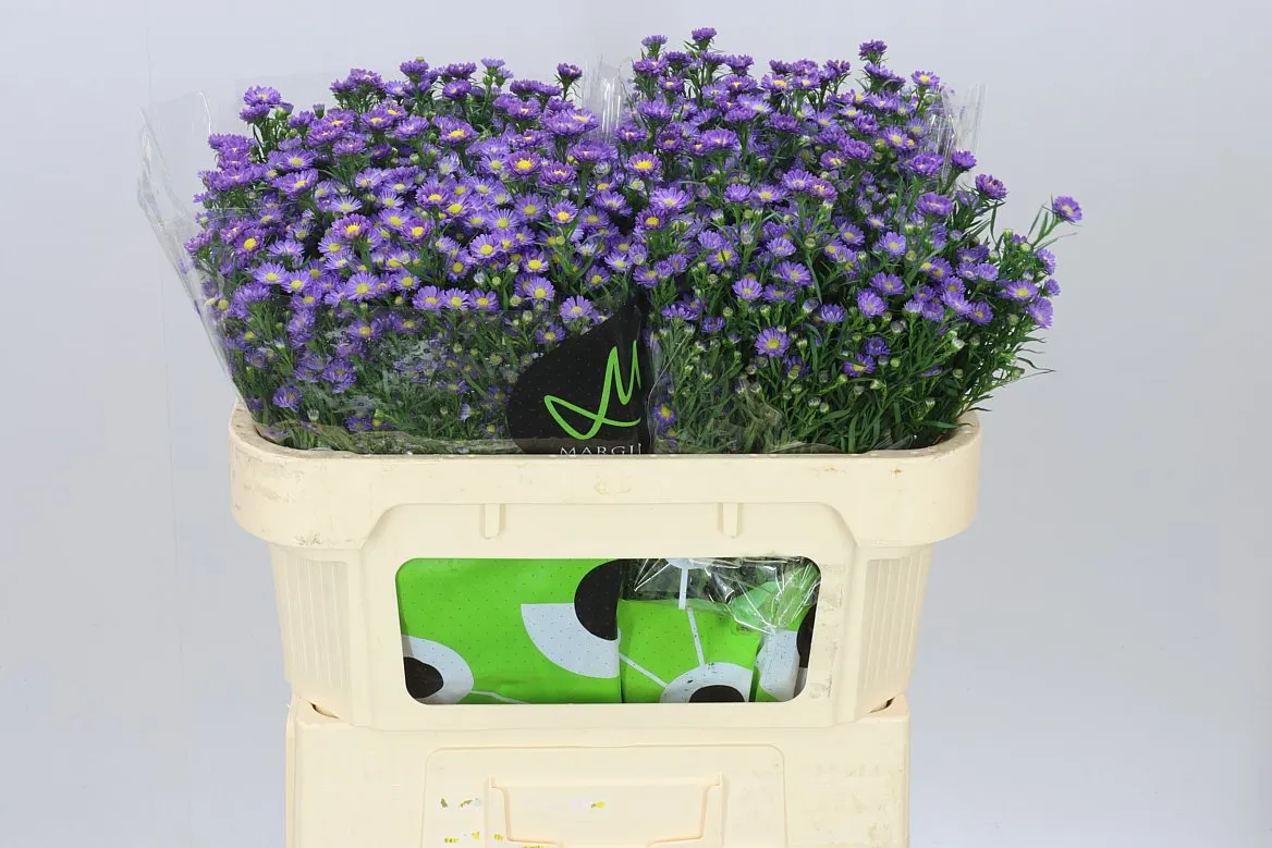 Aster Teeny Tiny Blue • 70 cm
