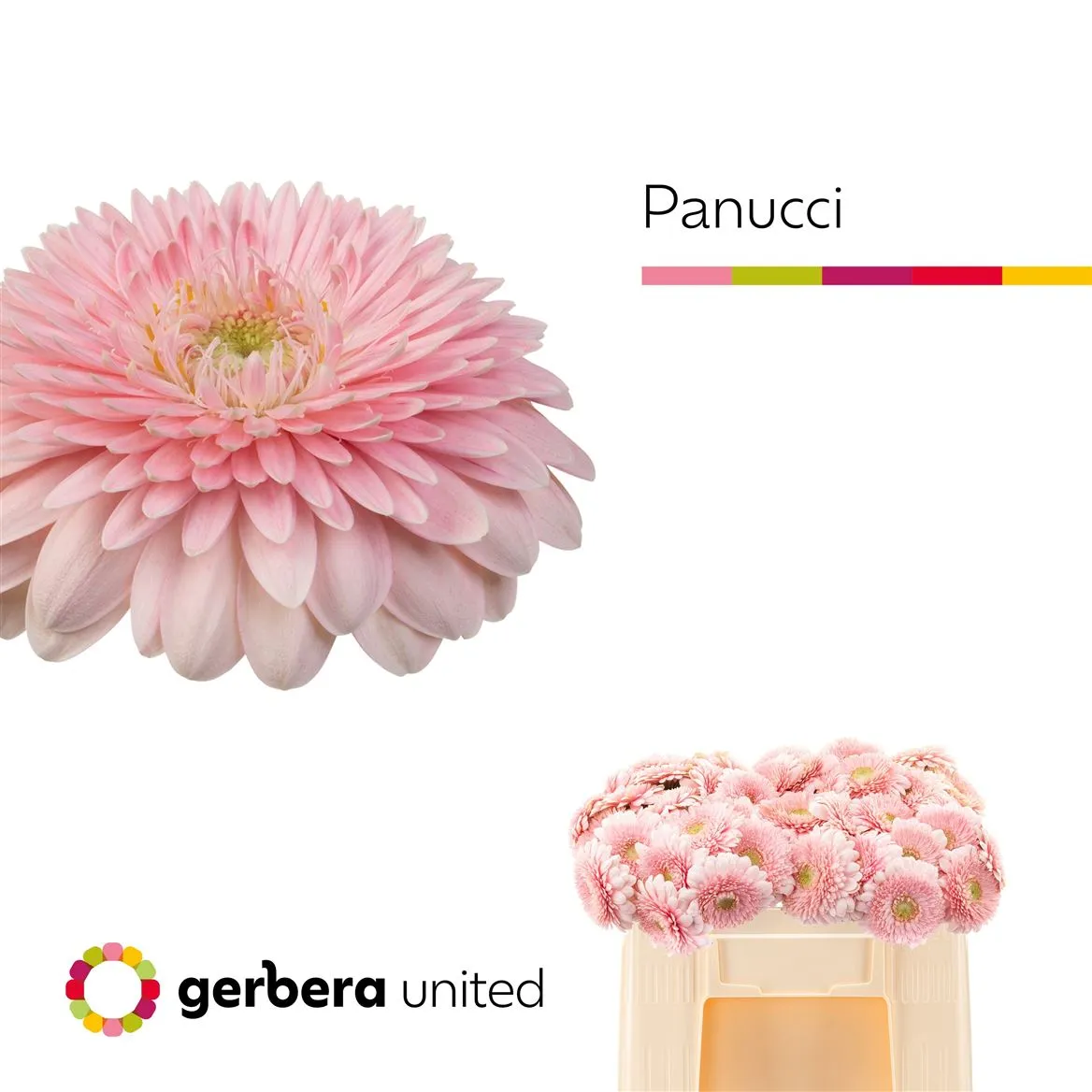 Germini Aqua P Panucci • 50 cm