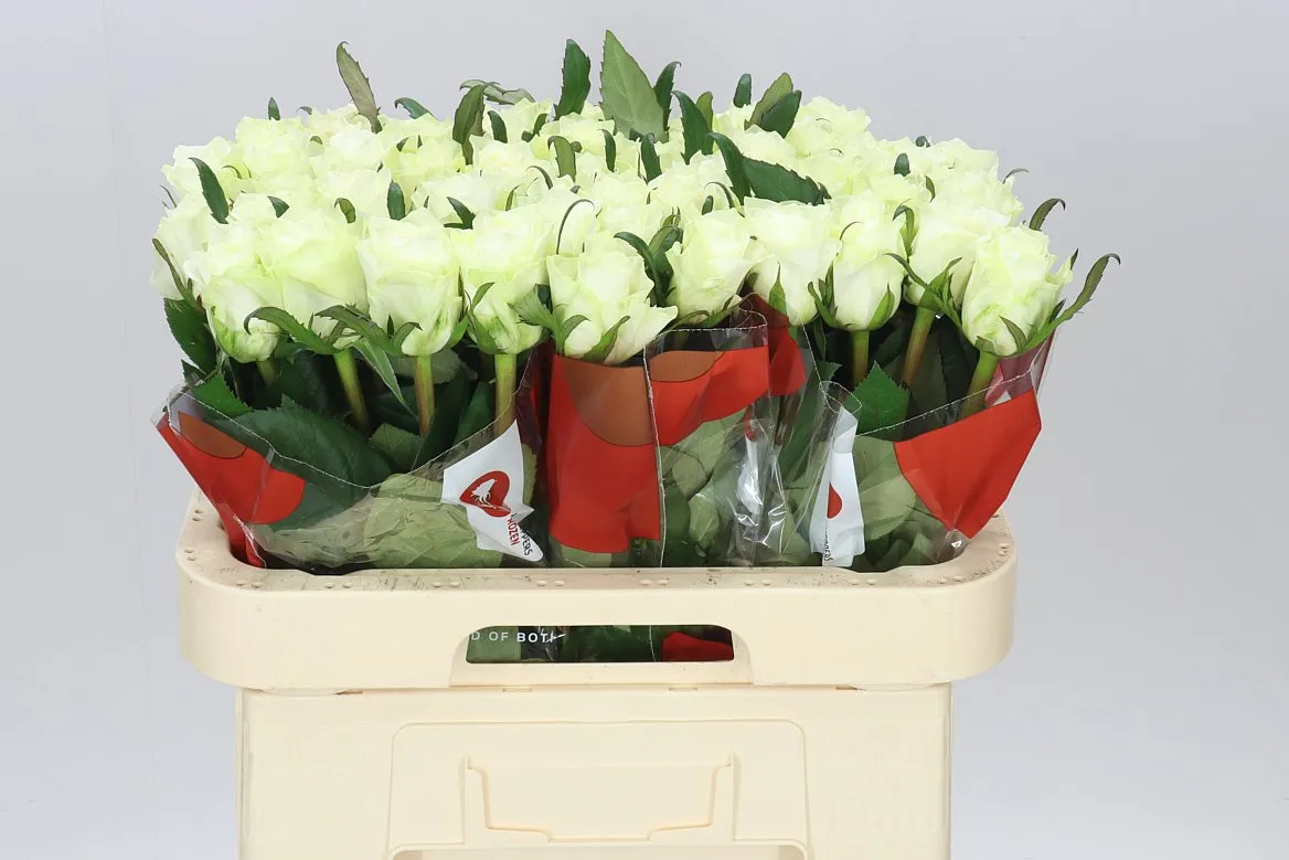 Rosa Gr Matchpoint! • 60 cm