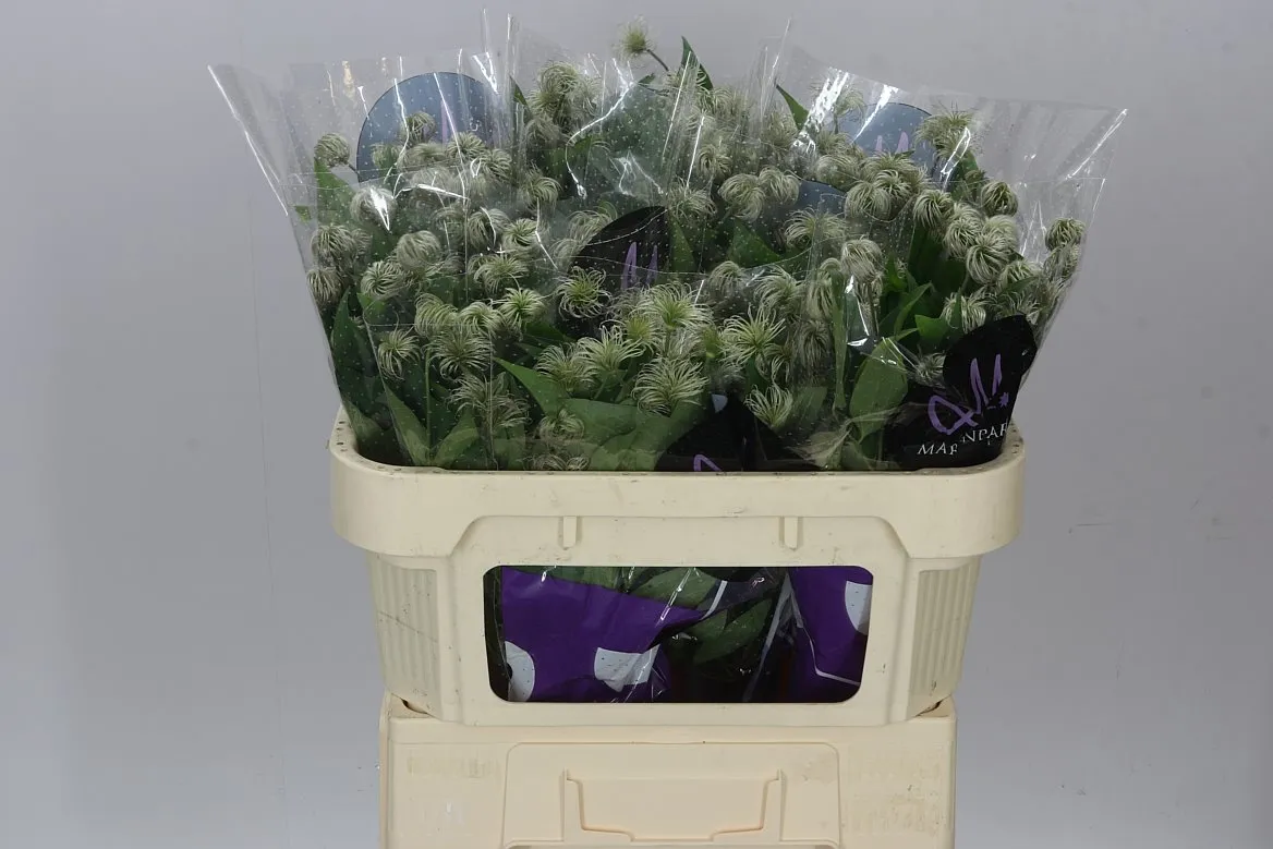 Clematis Amazing Kibo (seed) • 70 cm
