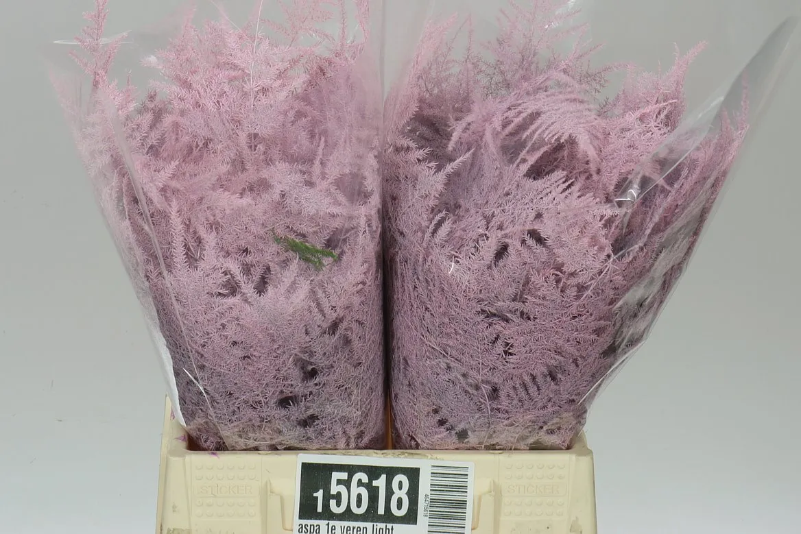 Asparágus 1e Veren Light Pink X50 • 45 cm