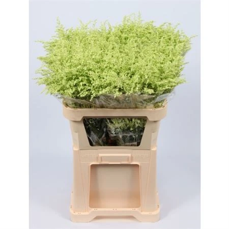 Solidago farbená Green Pale • 80 cm