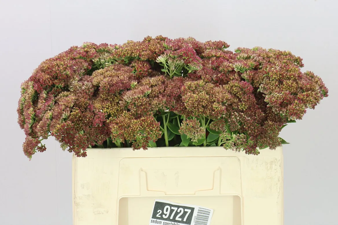 Sedum Spectabile • 50 cm