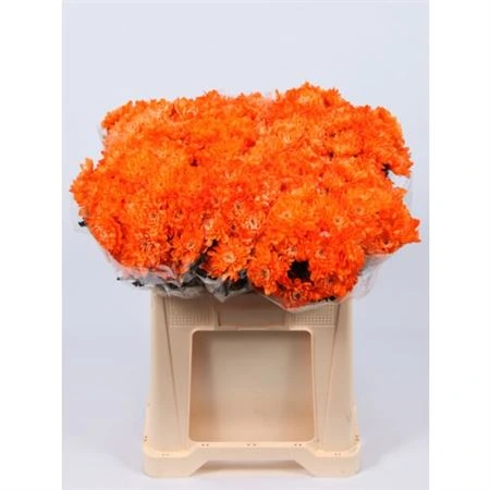 Chryzantéma trsová Baltica oranžová Glitter • 70 cm