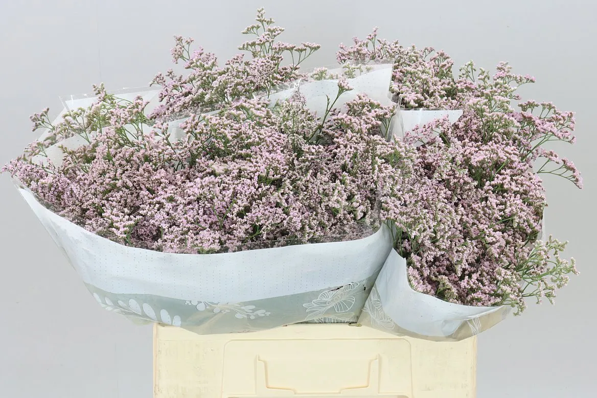 Limónium Saf Oshi Pink • 60 cm