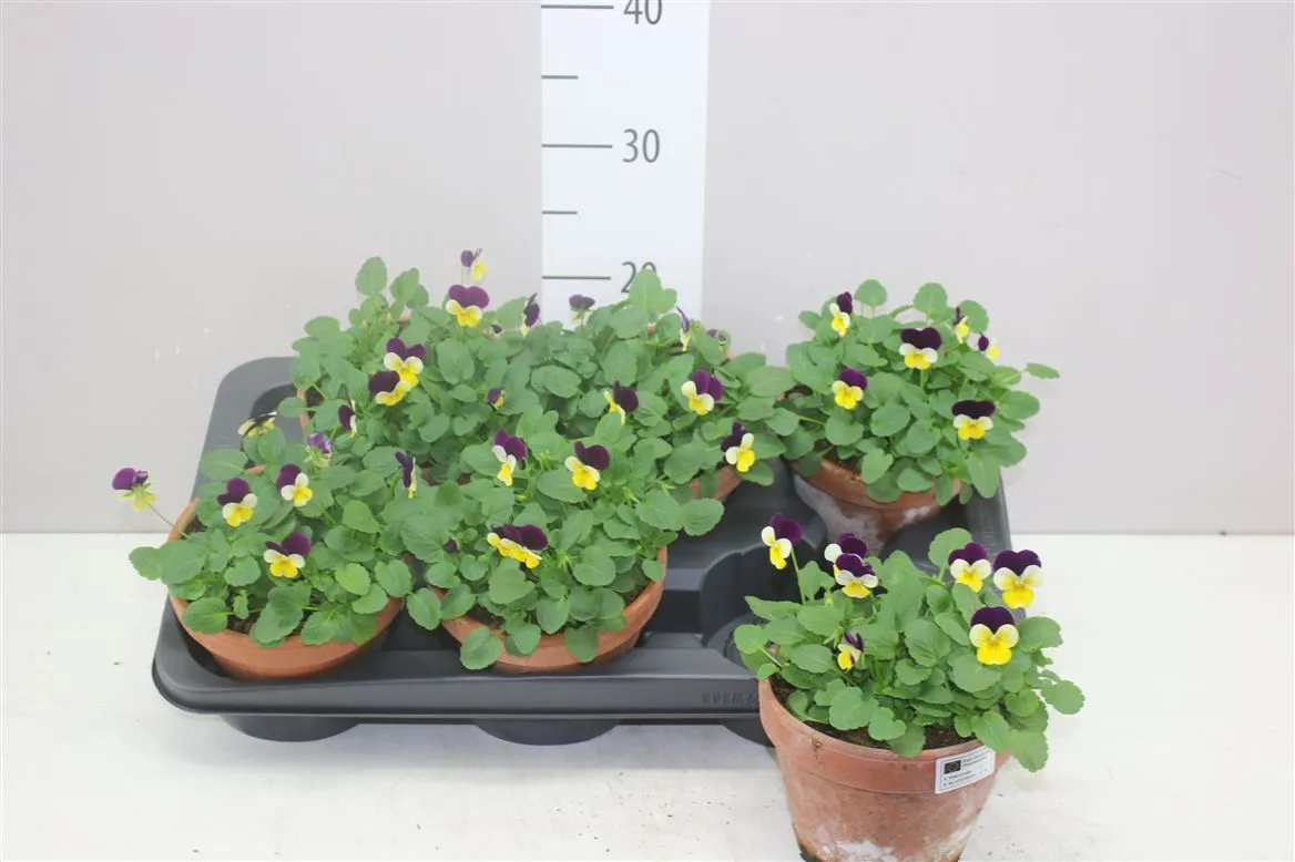 Viola Cornuta Yellow Purple Wing v kameninovom črepníku • črepník 15 cm