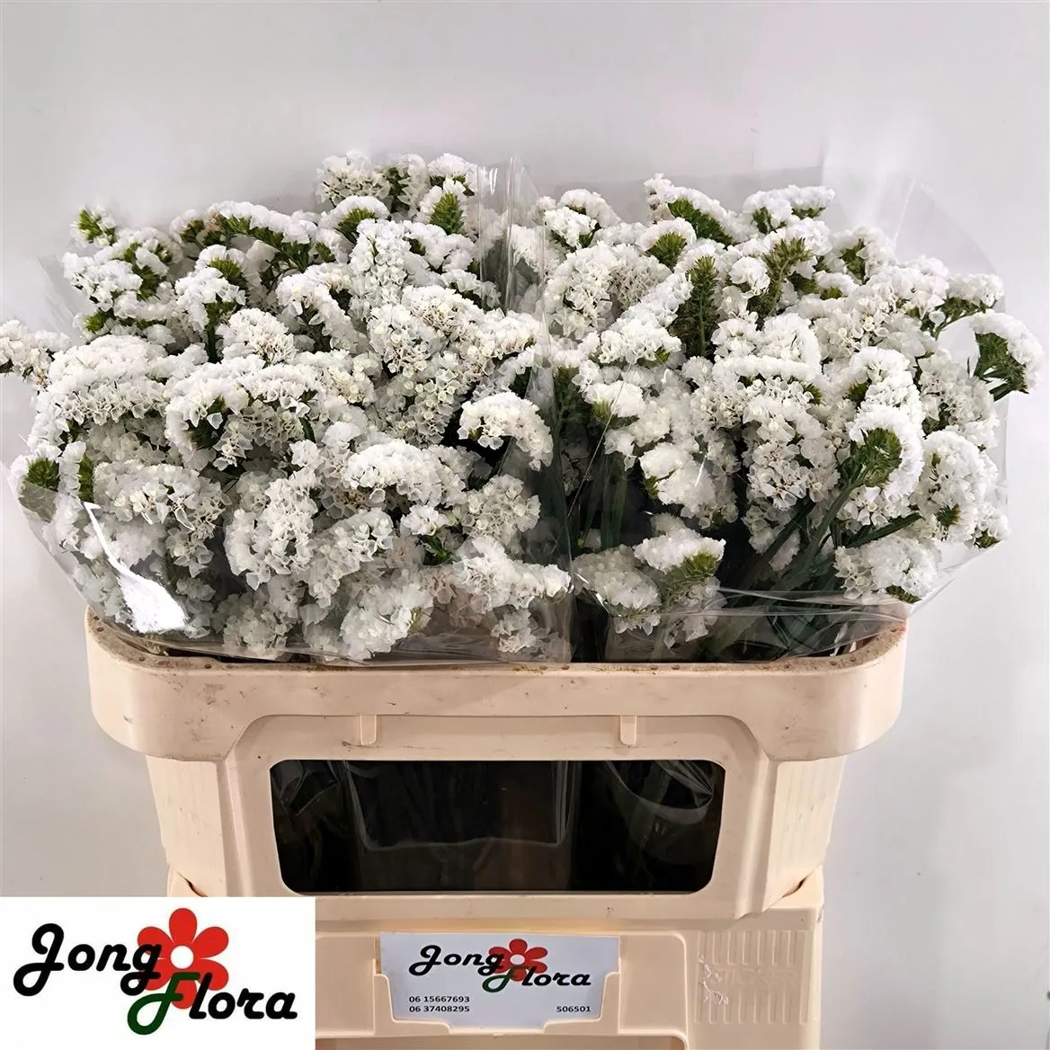 Lim. S Aspen Wing White • 70 cm