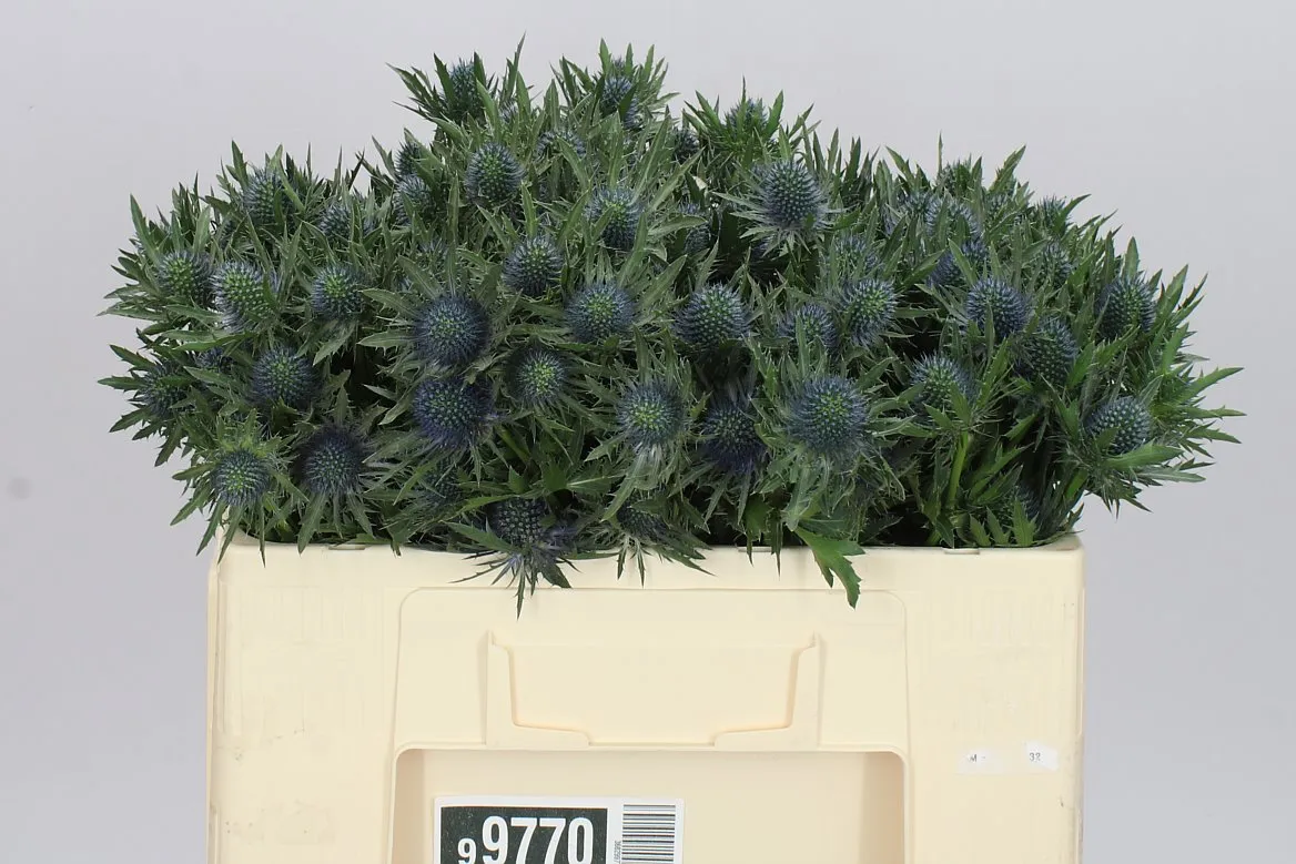 Eryngium Aqua • 50 cm