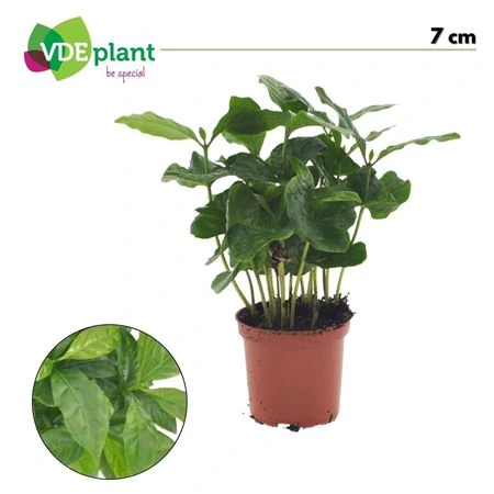 Kávovník Arabica (miniplanten.nl) • črepník 7 cm