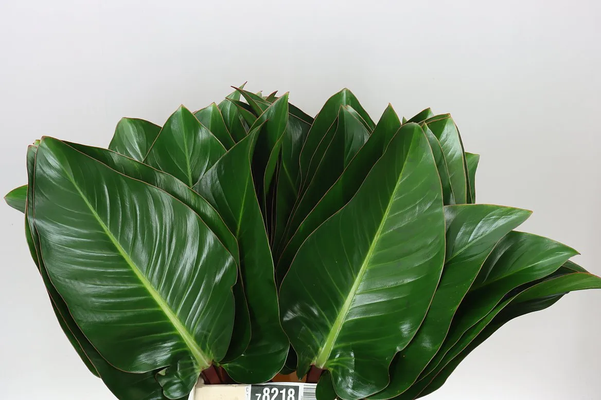 Philodendron Red Beauty • 60 cm