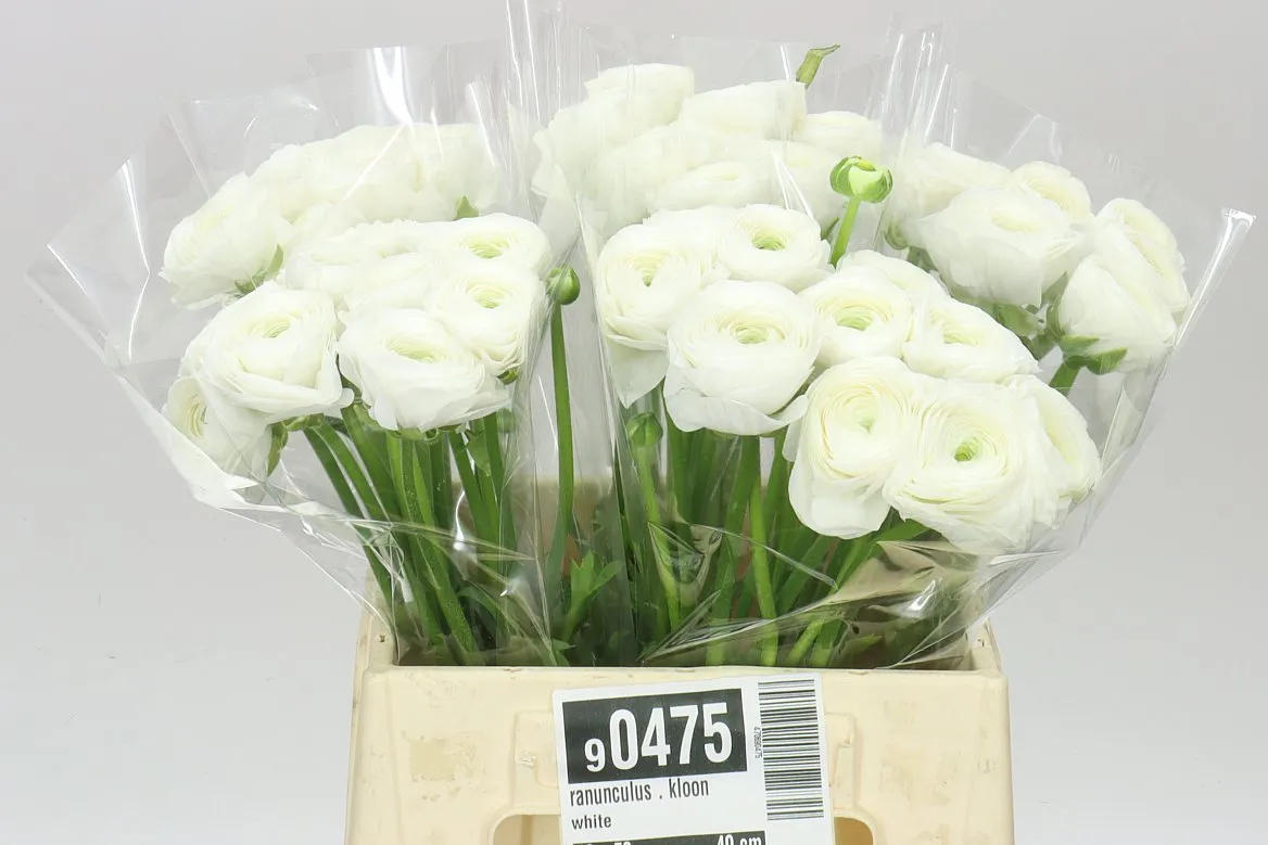 Iskerník . Kloon White • 40 cm
