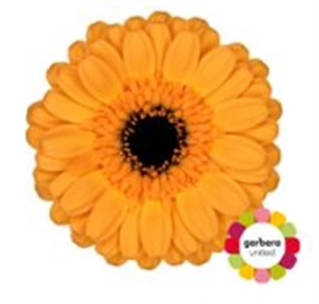 Germini Tweety • 45 cm
