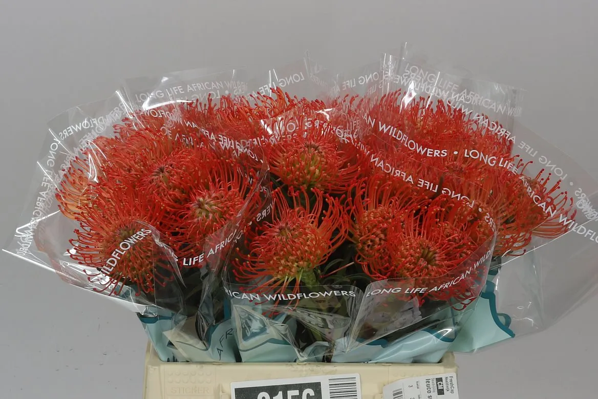 Leucospermum Succession • 40 cm
