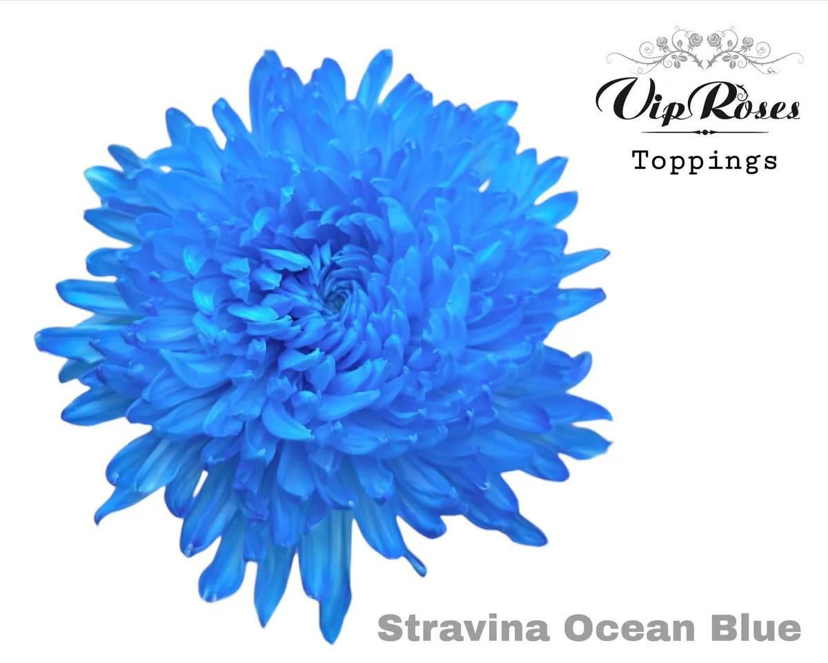 Chr G Stravina Ocean Blue • 65 cm