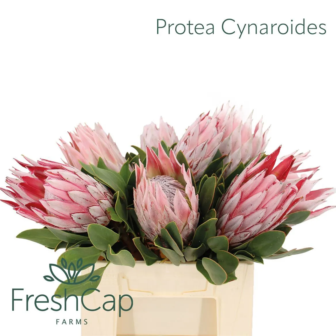 Protea Cynaroides • 40 cm