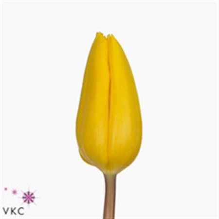 Tulipán jednoduchý Strong Gold