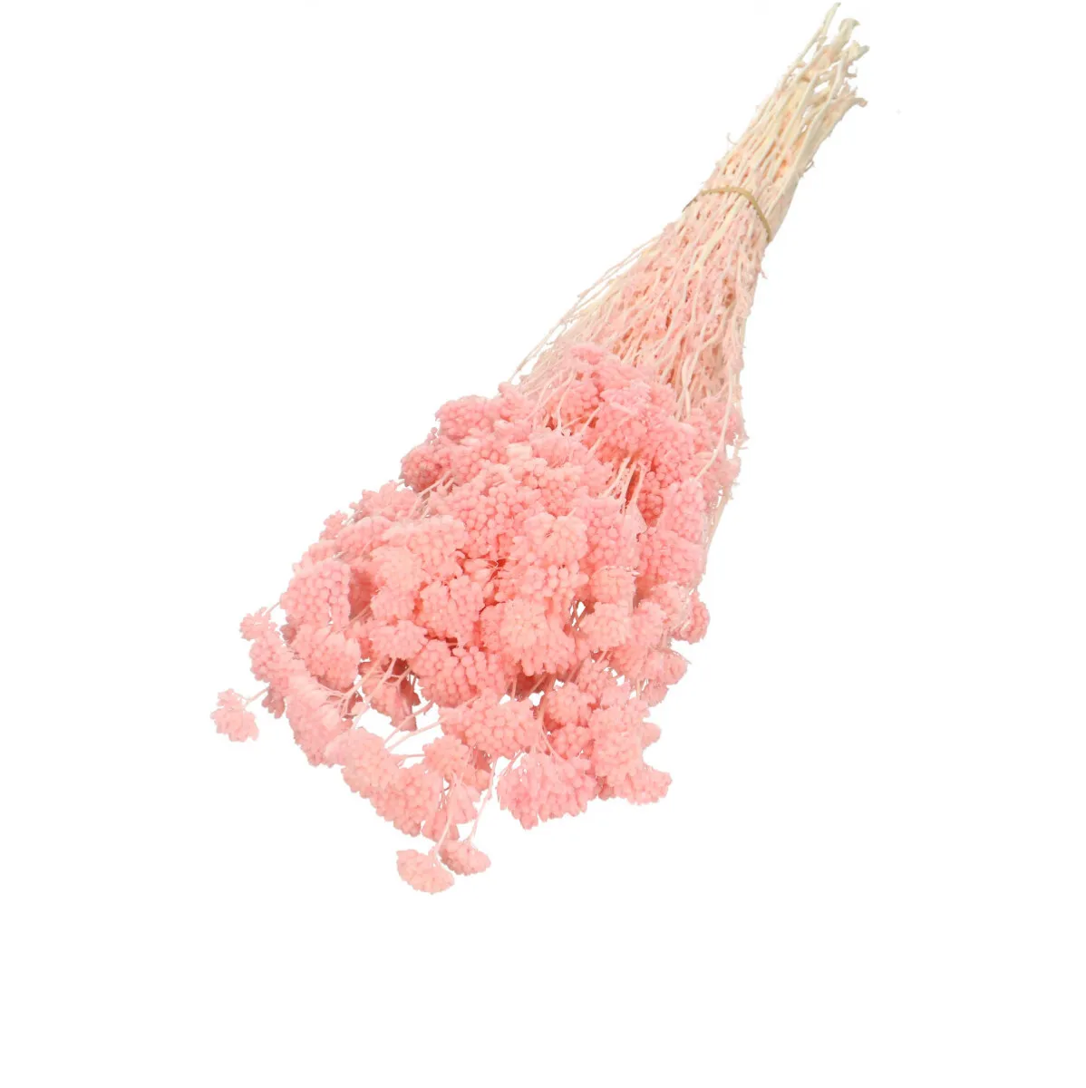 Sušený rebríček Silvestre ružový 60 cm, 100 g