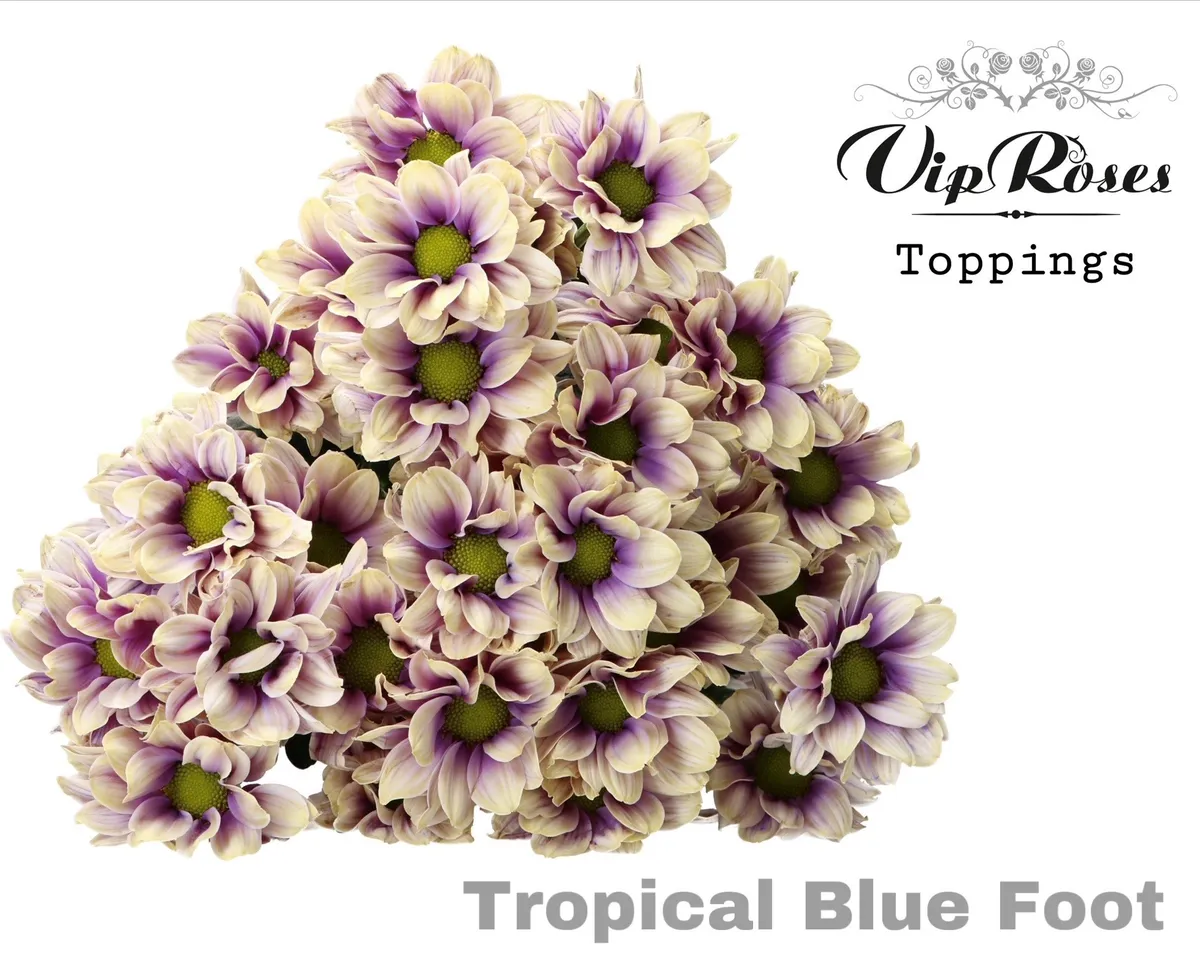 Chryzantéma trsová Tropical Blue Foot • 65 cm