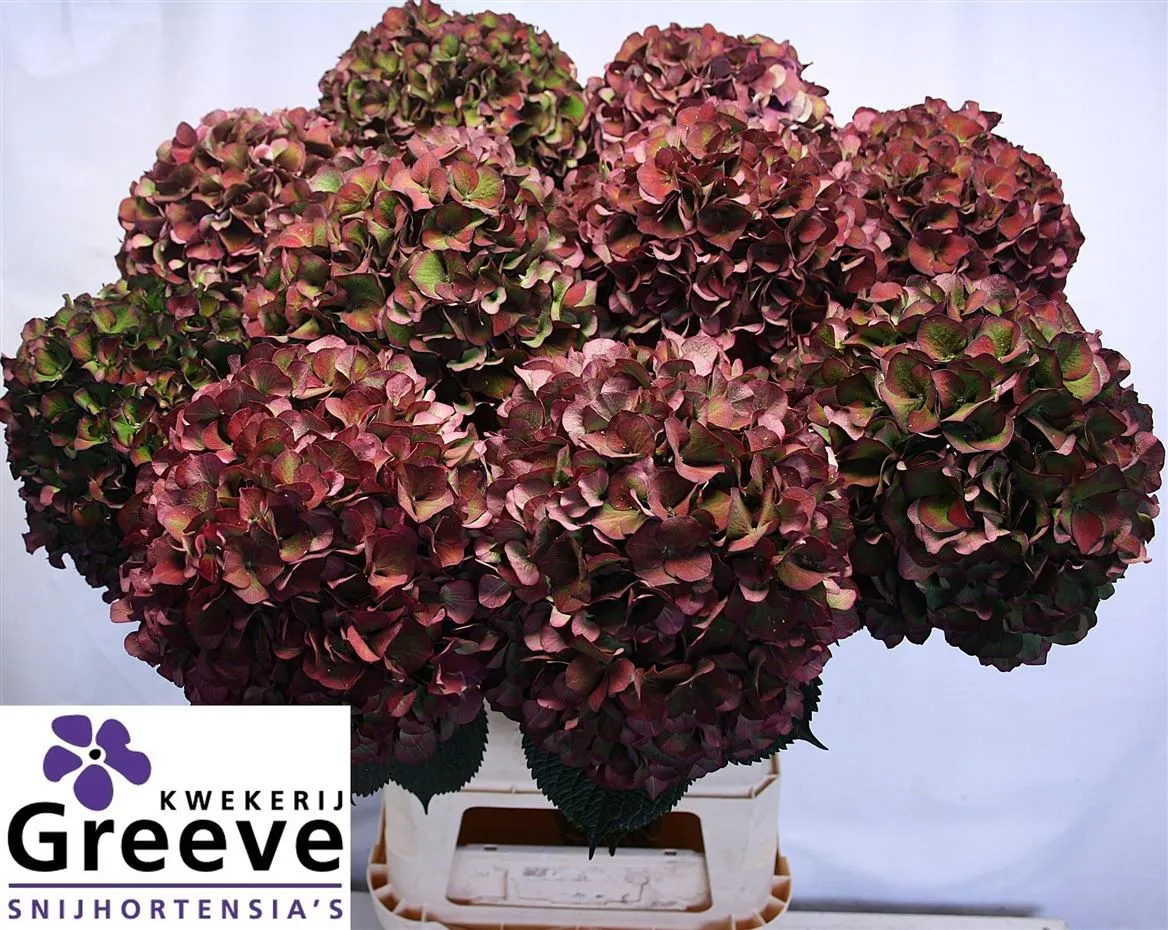 Hyd Ruby Glow Classic • 100 cm