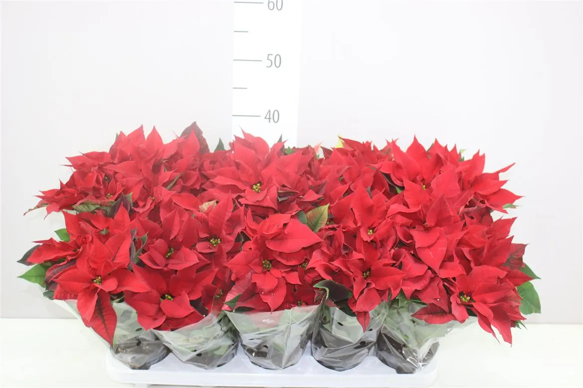 Euphorbia P Midi Chr Universe • črepník 10,5 cm