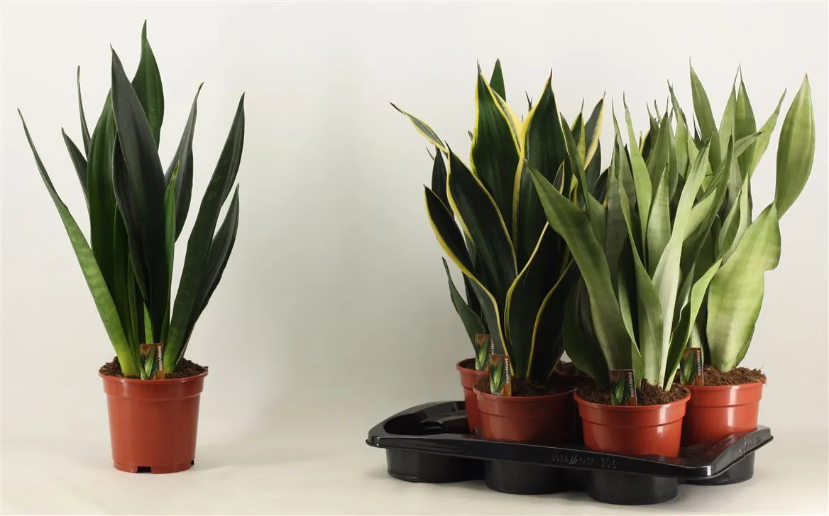 Sansevieria Super mix 17 Cm • črepník 17 cm