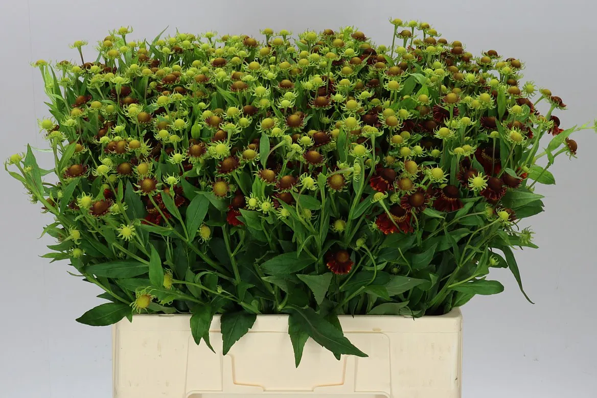 Helenium Red King • 60 cm