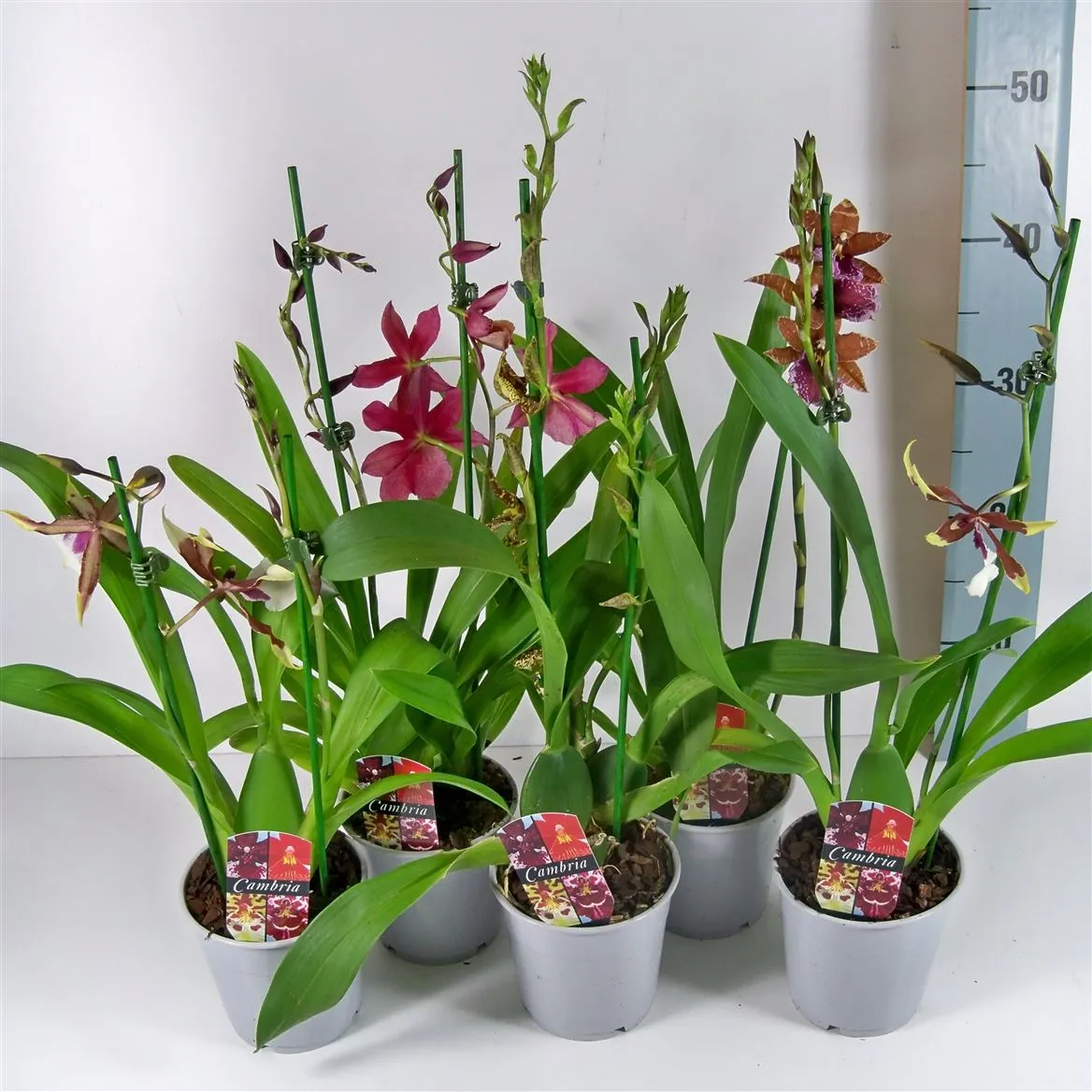 Orchidea Cambria mix, 1 výhon • črepník 12 cm