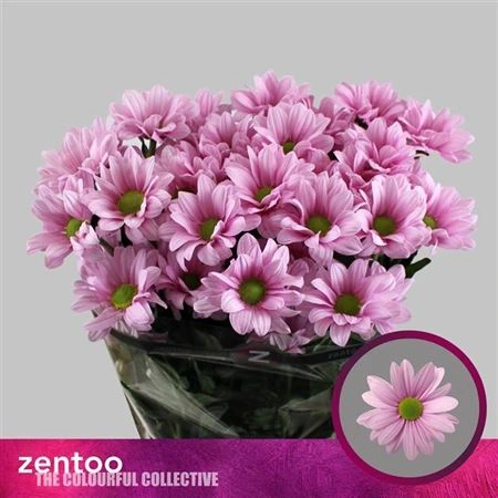 Chryzantéma trsová Ballerina Pink • 70 cm